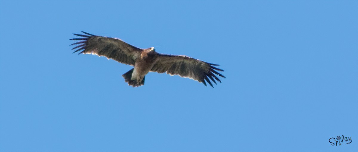 Águila Moteada - ML500211181