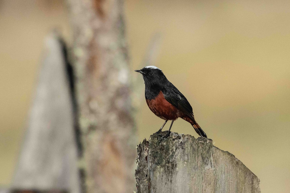 White-capped Redstart - ML500211741