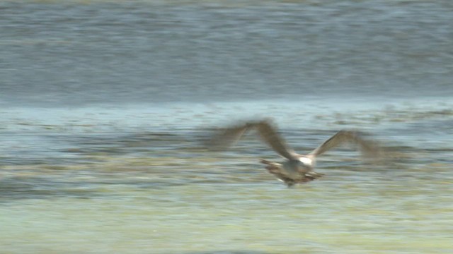 Pacific Gull - ML500211911