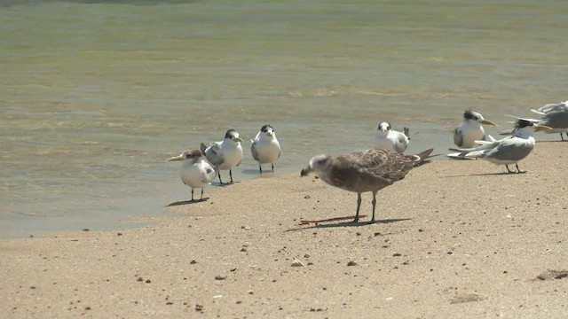 Pacific Gull - ML500212481