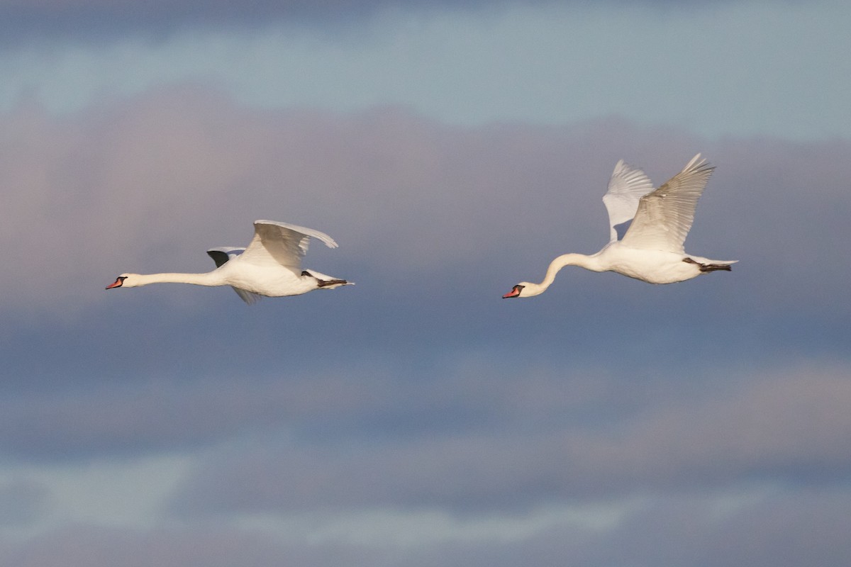 Mute Swan - leon berthou