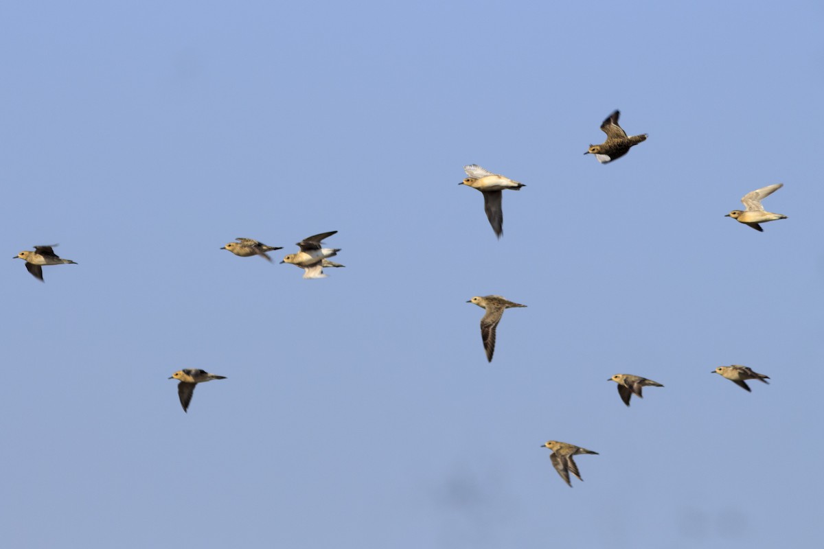Pacific Golden-Plover - ML500213271