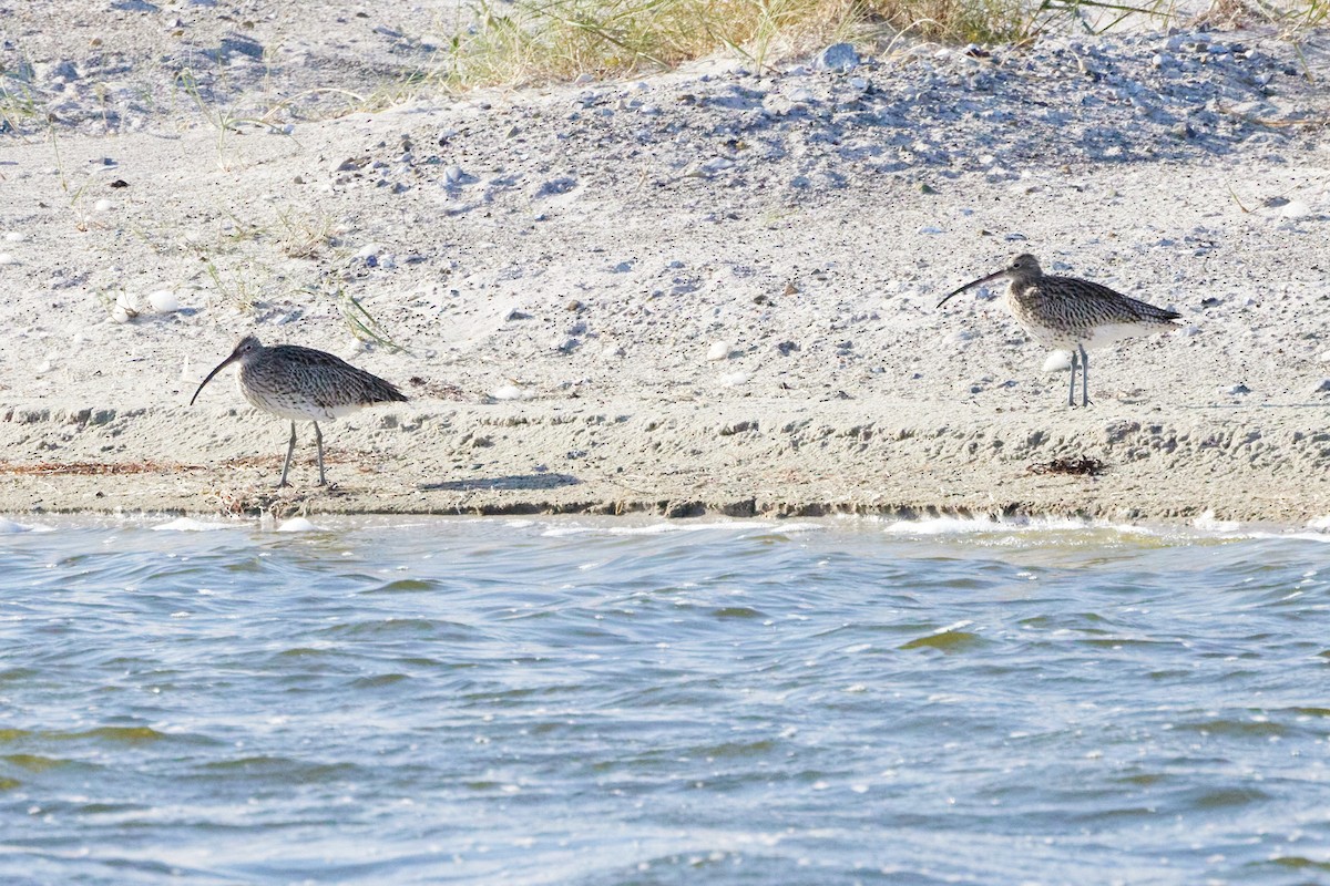 Eurasian Curlew - ML500213291