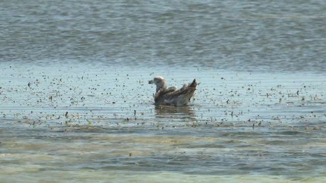 Gaviota de Tasmania - ML500213351