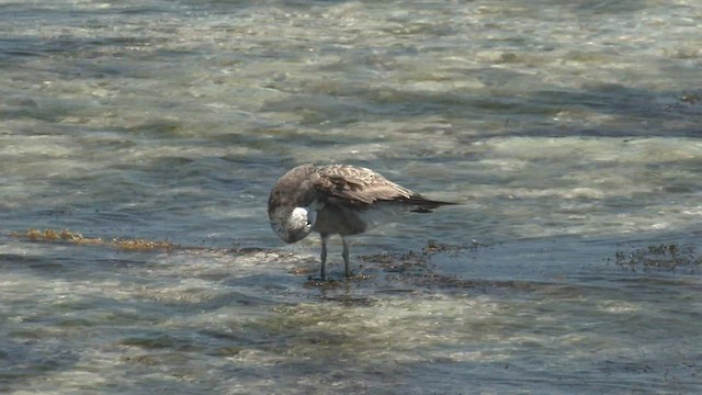 Pacific Gull - ML500213371