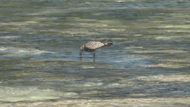 Gaviota de Tasmania - ML500213381