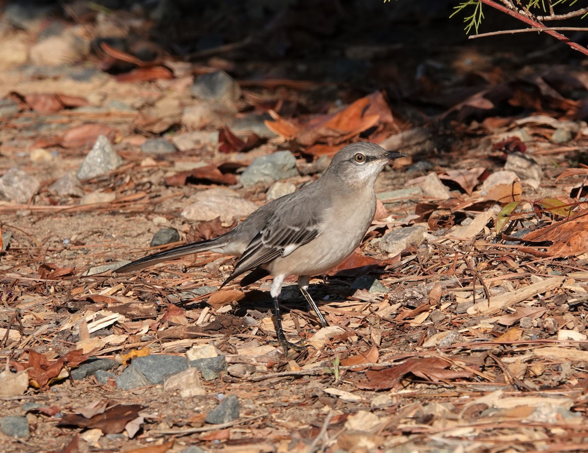 Northern Mockingbird - ML500214821