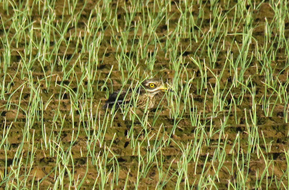 Eurasian Thick-knee - ML500215721