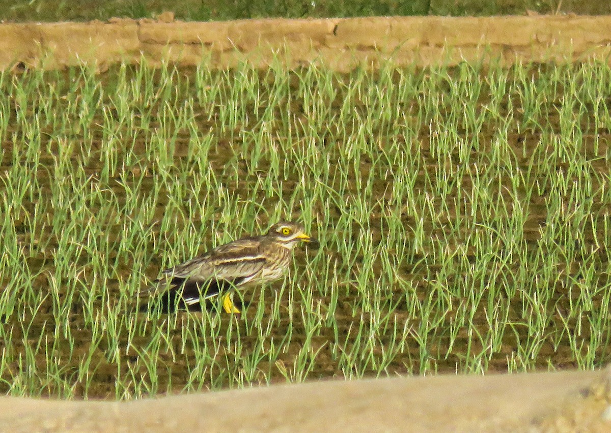 Eurasian Thick-knee - ML500215731