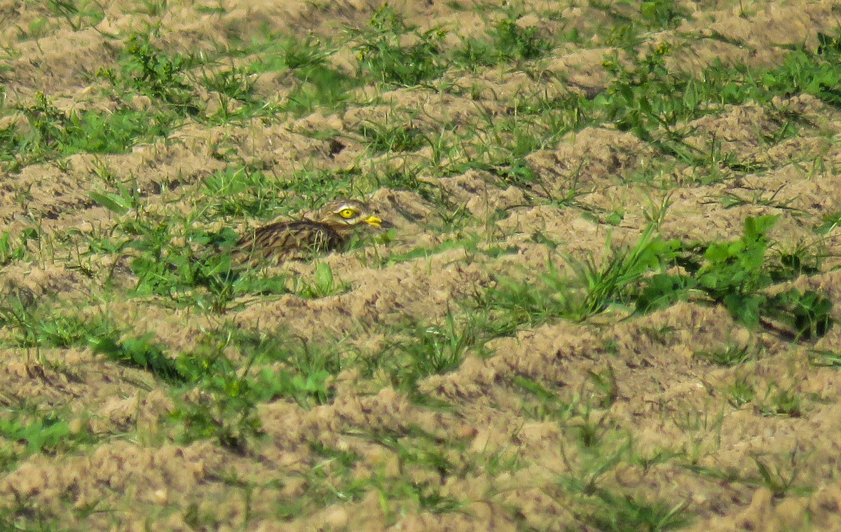 Eurasian Thick-knee - ML500215741