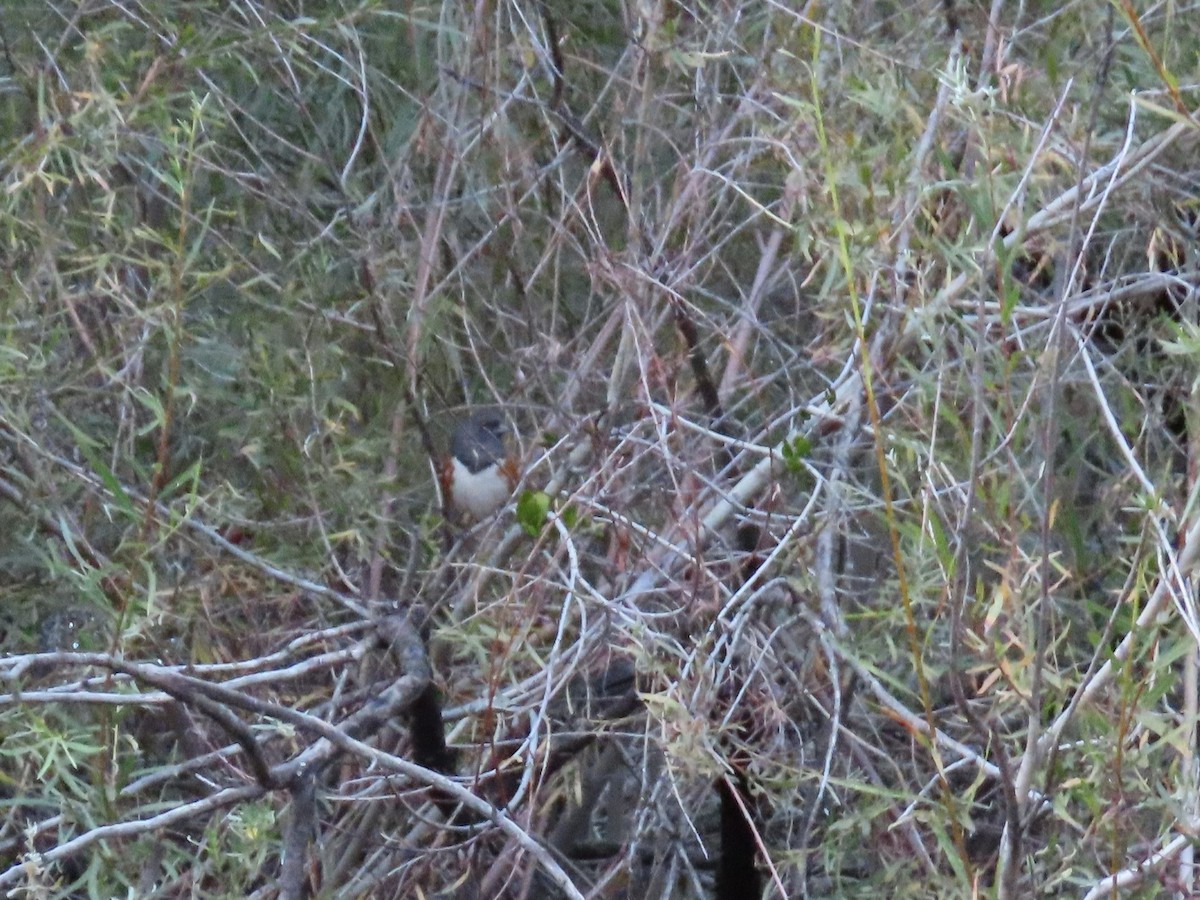 Spotted Towhee - ML500216121