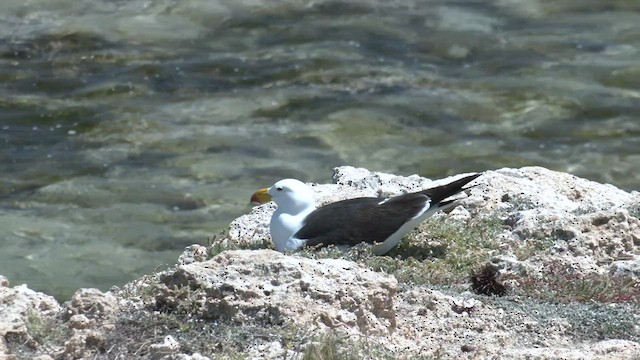 Pacific Gull - ML500217151