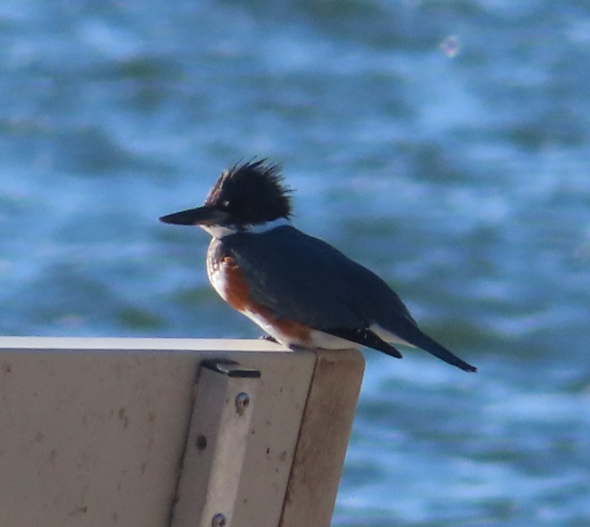 Martin-pêcheur d'Amérique - ML500217711