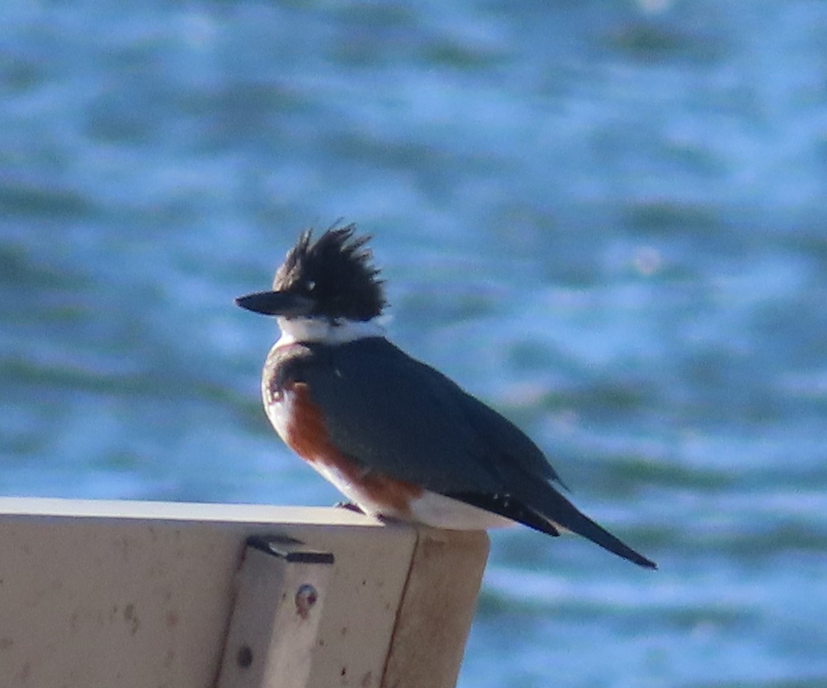 Martin-pêcheur d'Amérique - ML500217791