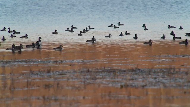 Ring-necked Duck - ML500218171