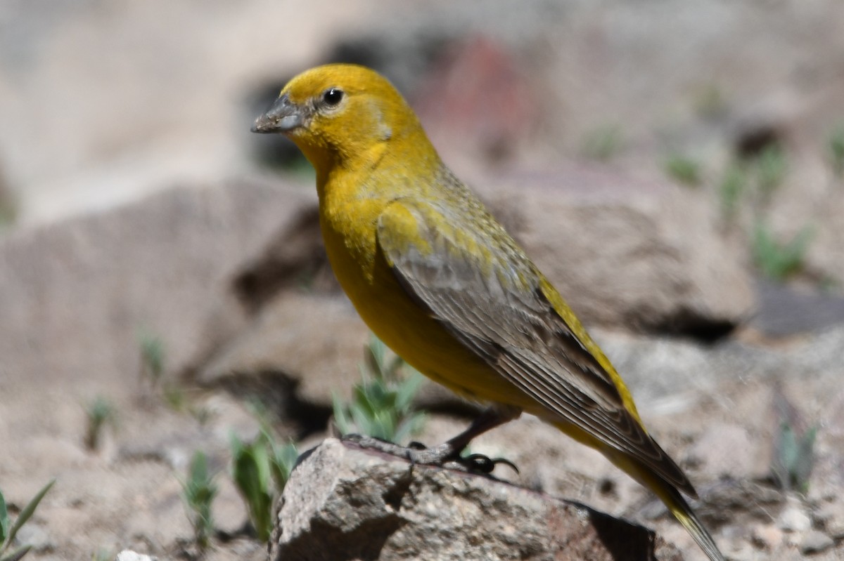 Greater Yellow-Finch - ML500218371