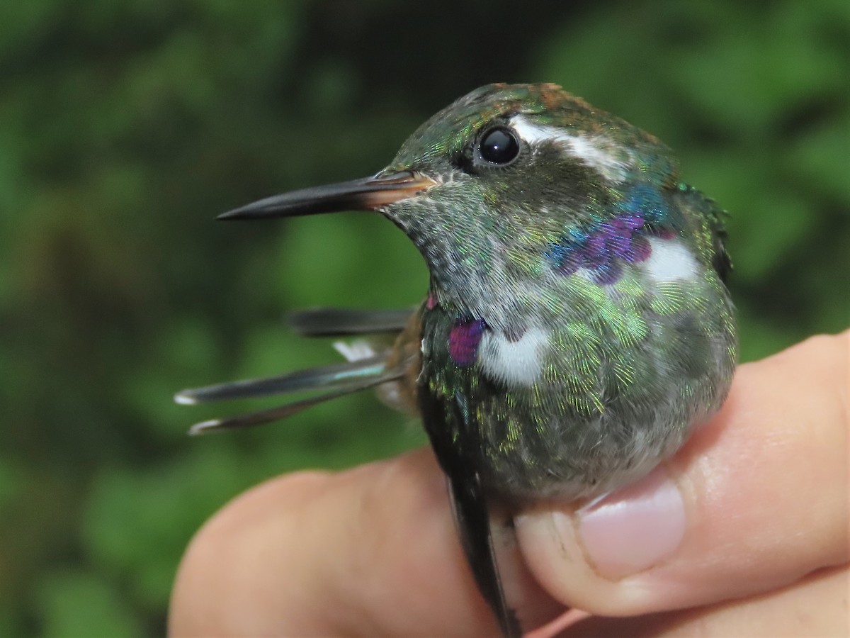 Geoffroy's Daggerbill - Hugo Foxonet