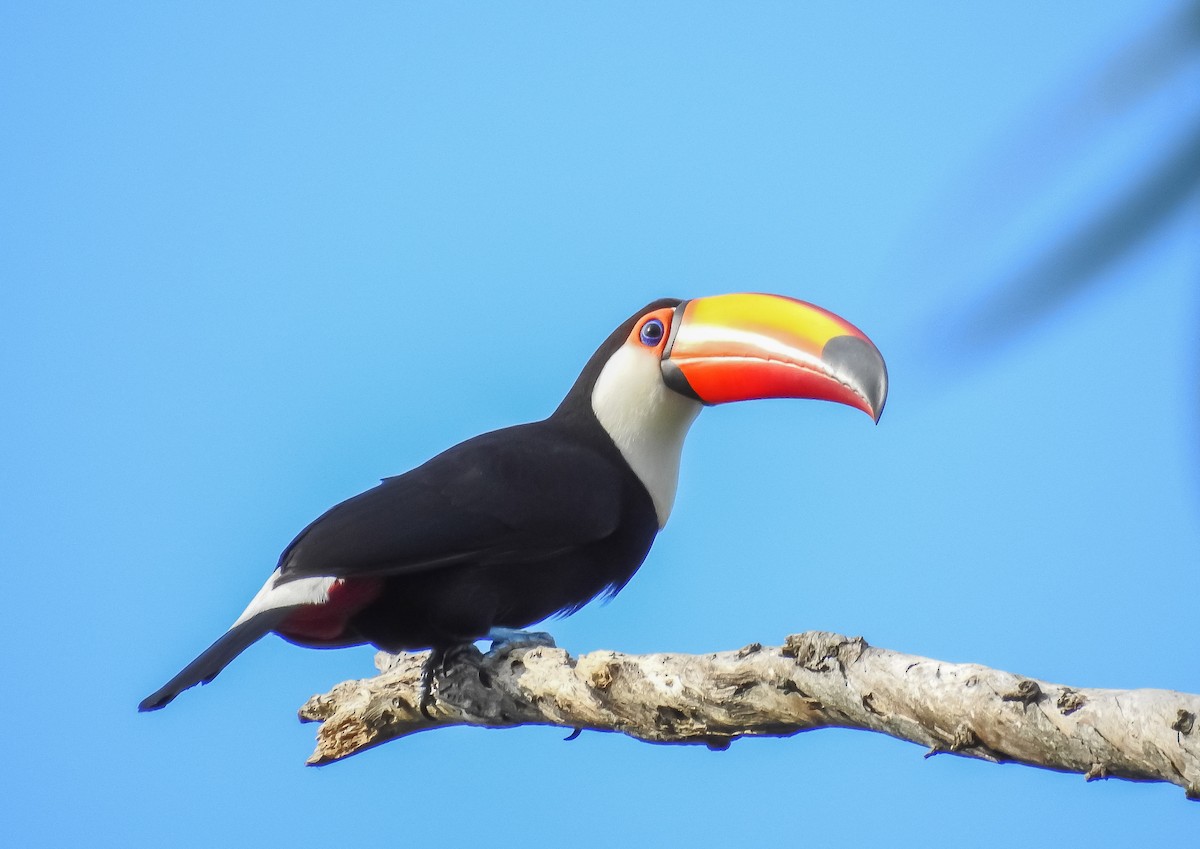 Toco Toucan - ML500219631