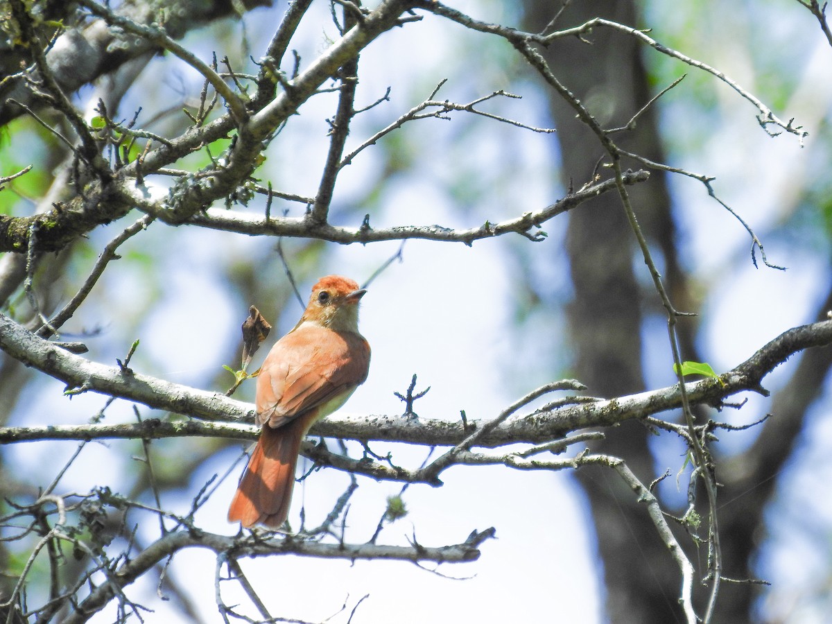 Rufous Casiornis - Cristian Torres