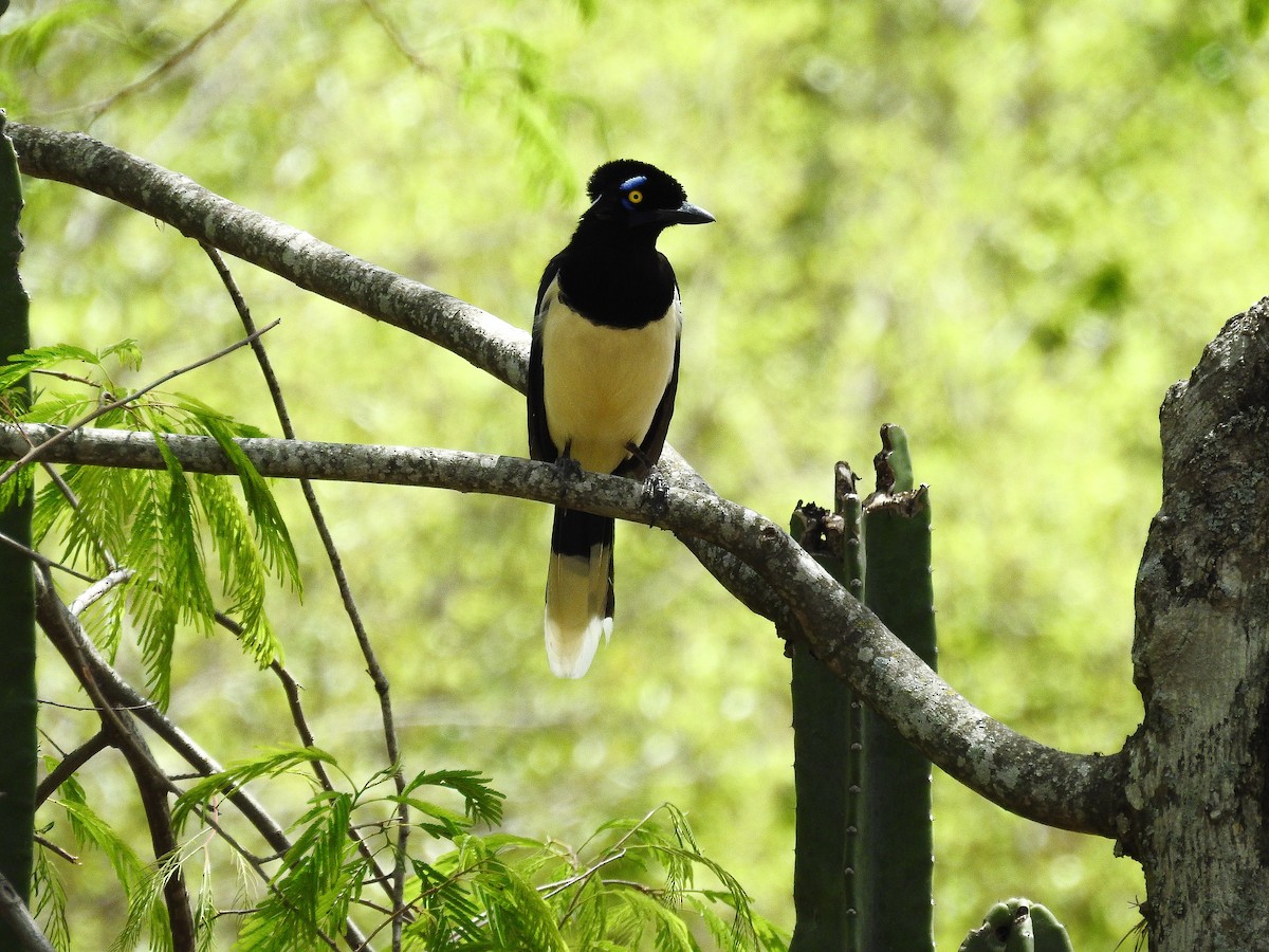 Plush-crested Jay - Cristian Torres