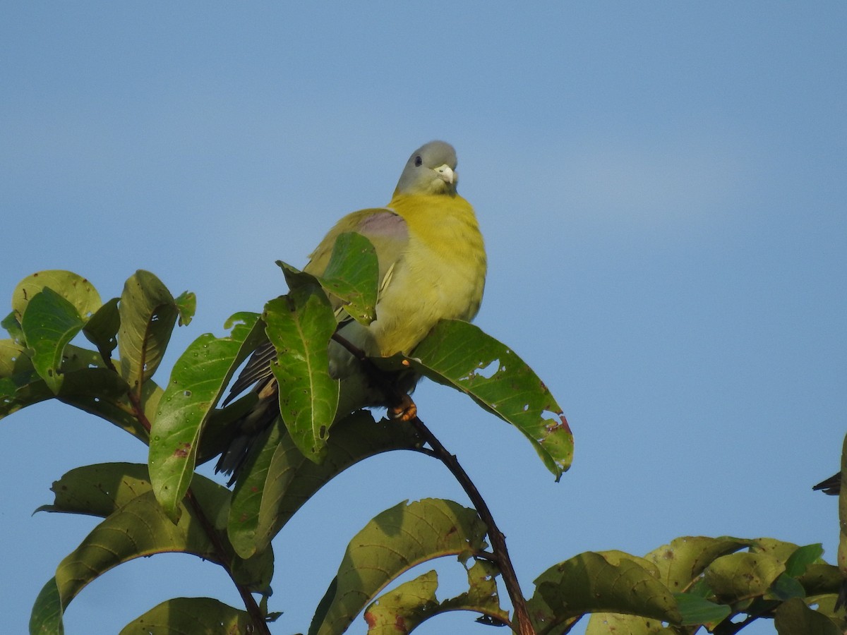 Yellow-footed Green-Pigeon - ML500220201