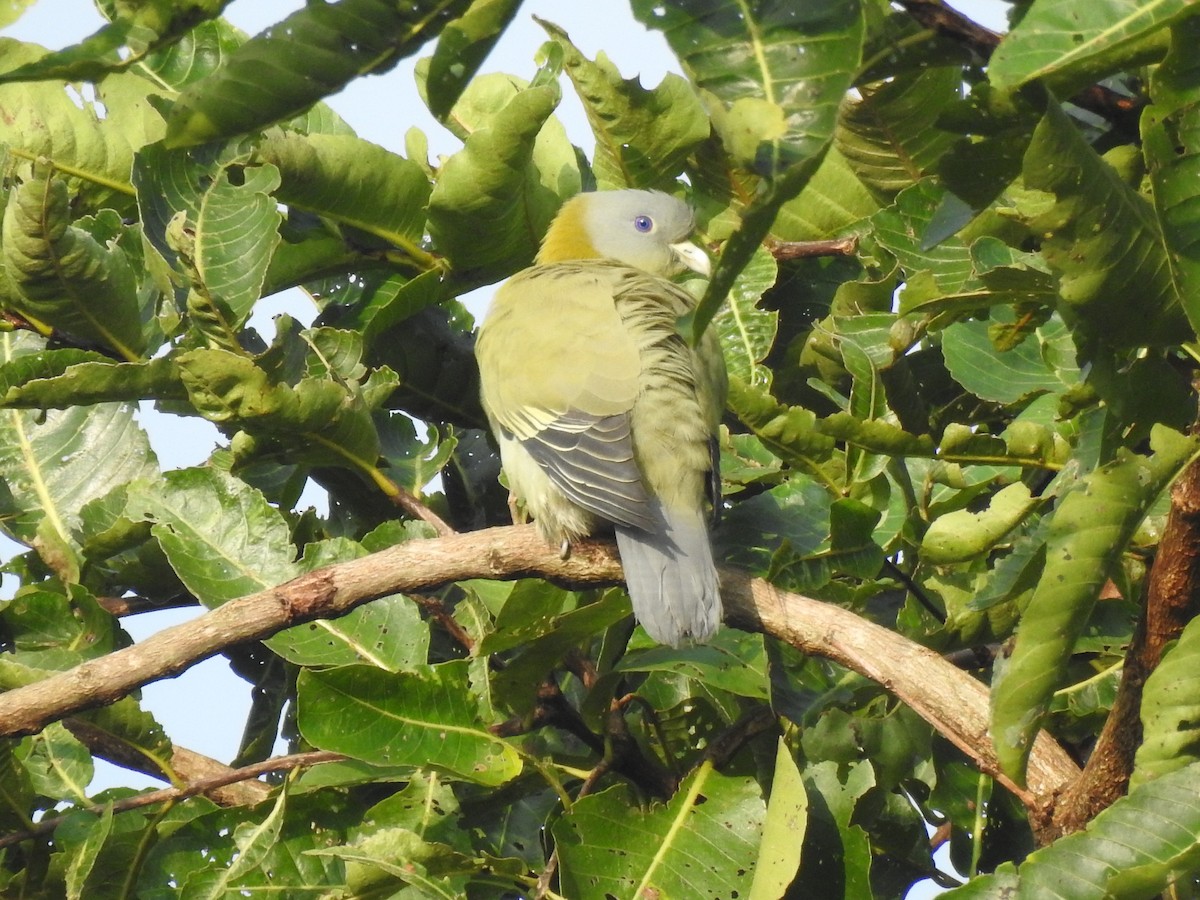 Yellow-footed Green-Pigeon - ML500220231