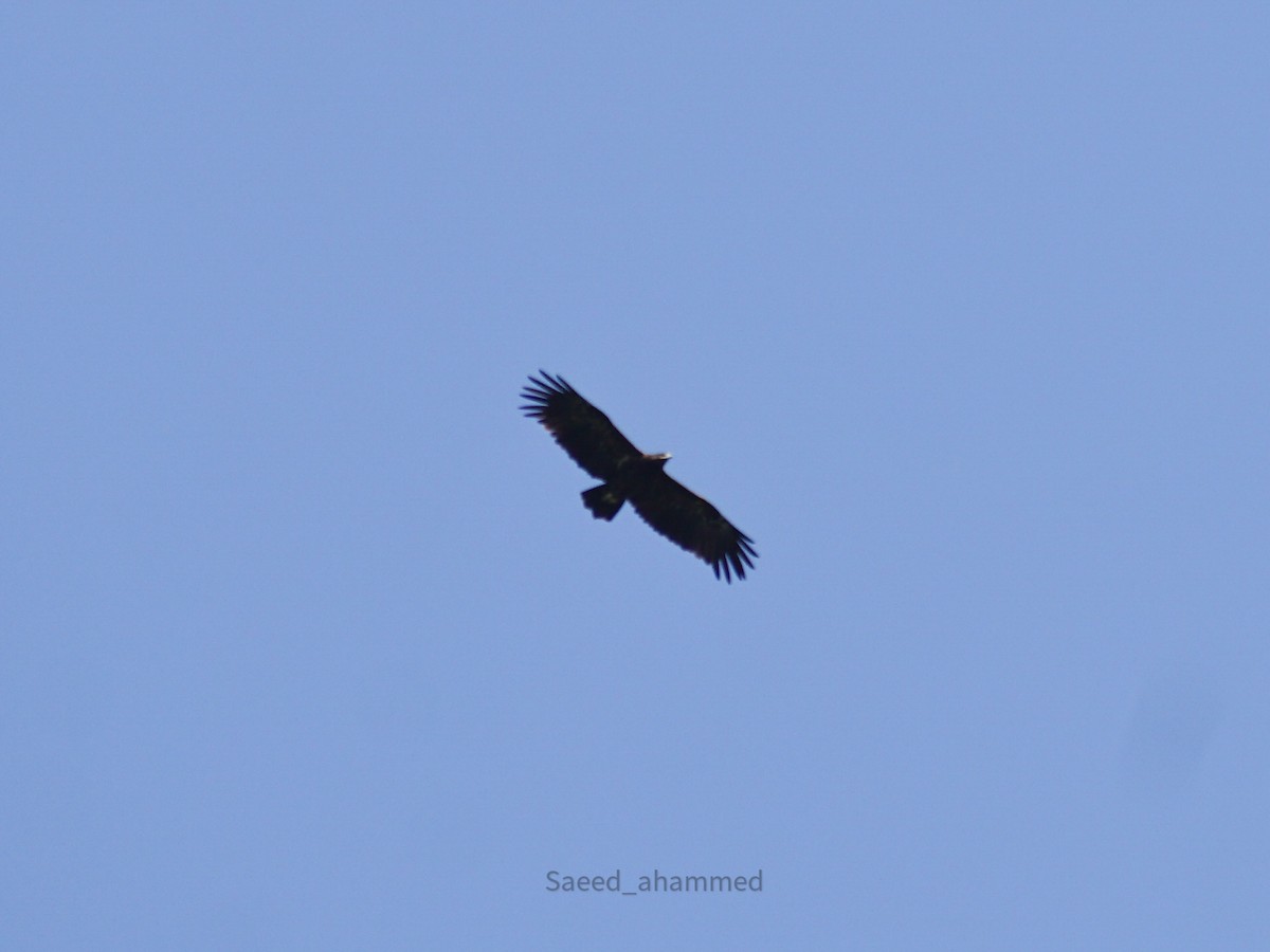 Greater Spotted Eagle - Ahammed Saeed