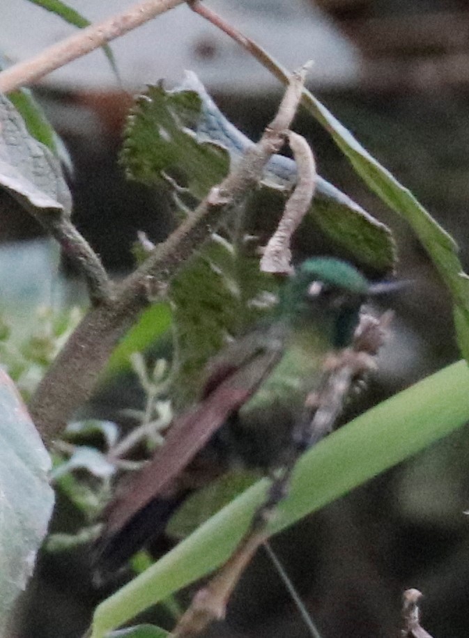 kolibřík dřišťálový - ML500221241