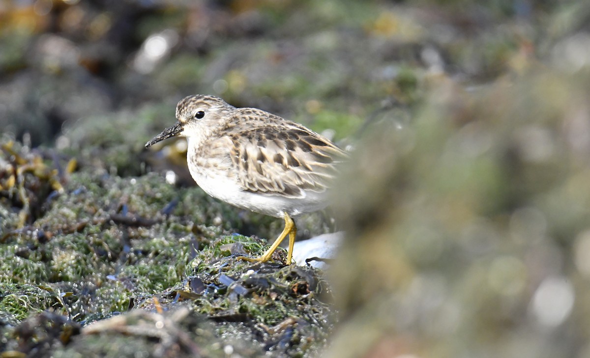 Least Sandpiper - ML500223601