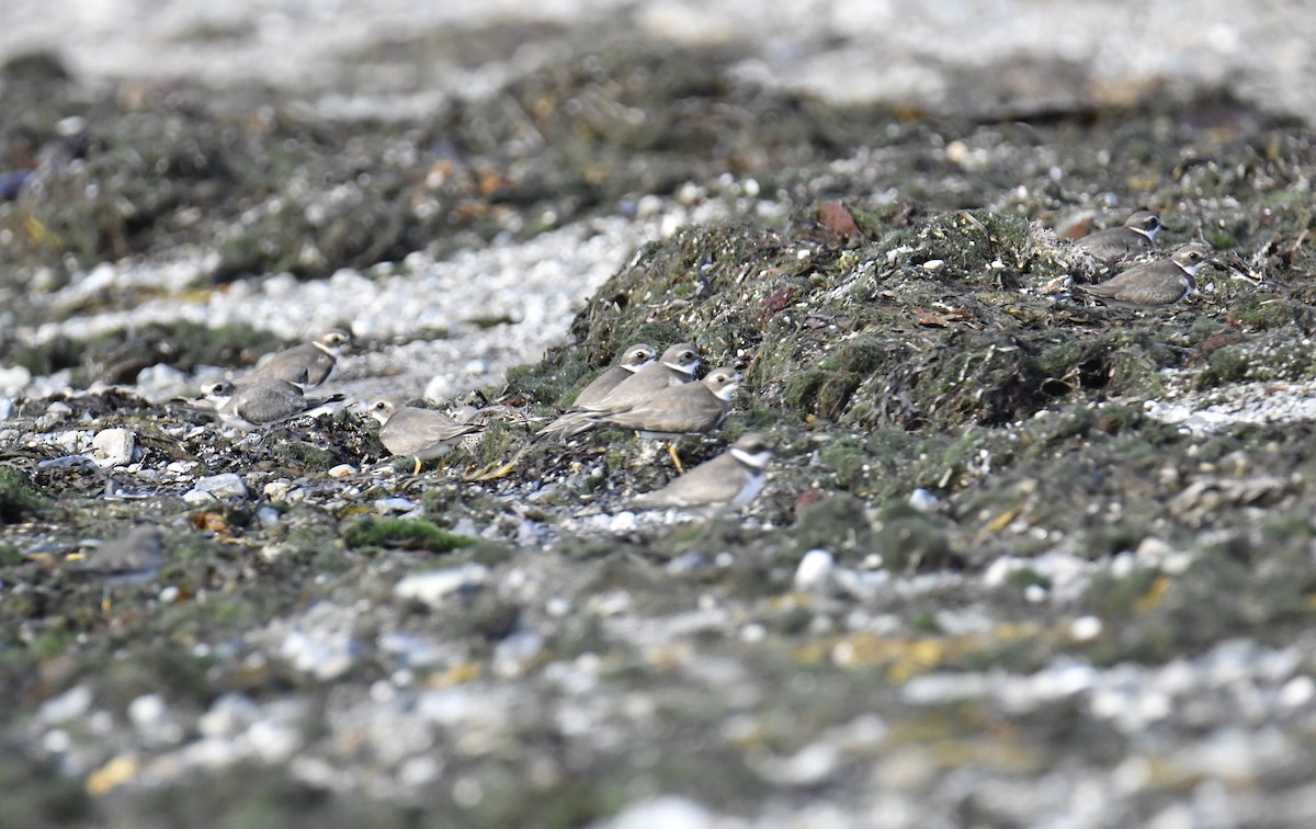 Semipalmated Plover - ML500223621