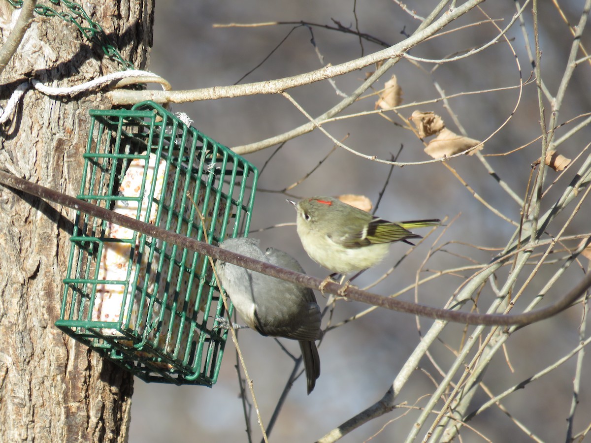 Ruby-crowned Kinglet - ML50022391