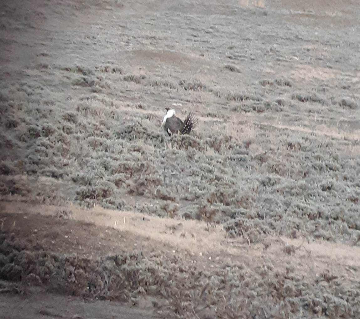 Greater Sage-Grouse - ML500228581