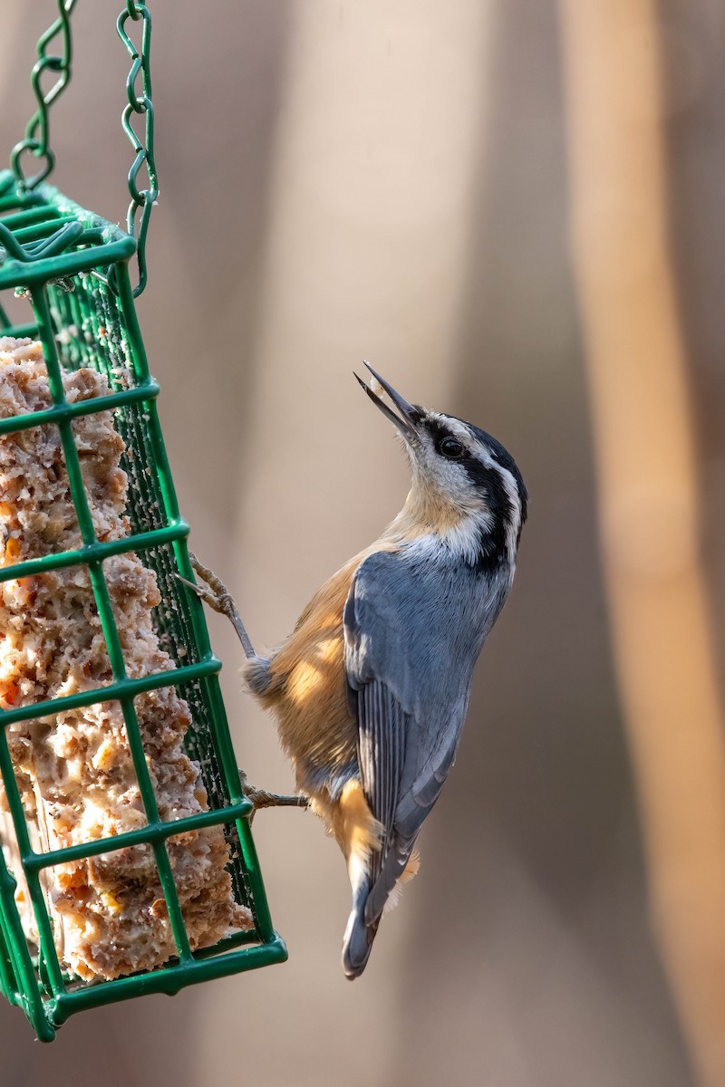 Red-breasted Nuthatch - ML500229071