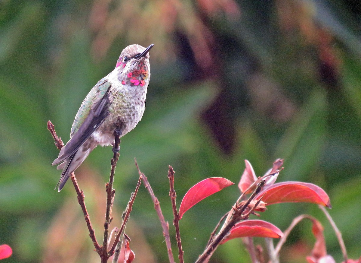 Anna's Hummingbird - ML500229671