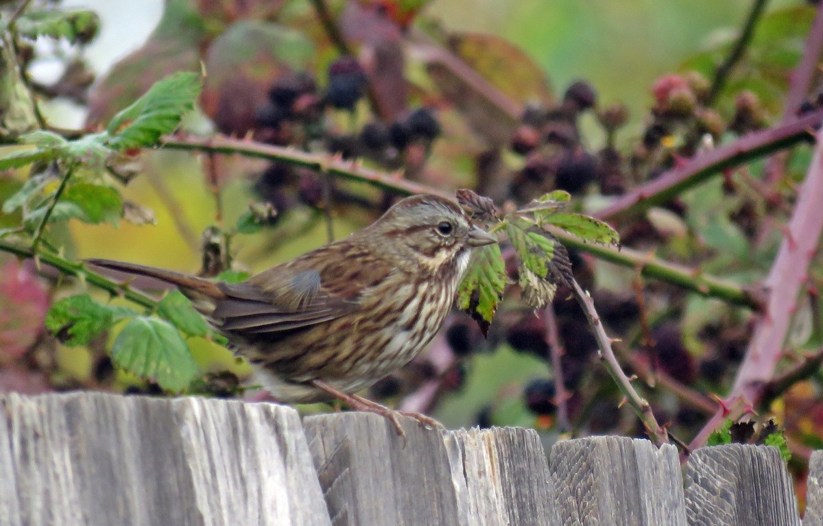 Song Sparrow (heermanni Group) - ML500229791