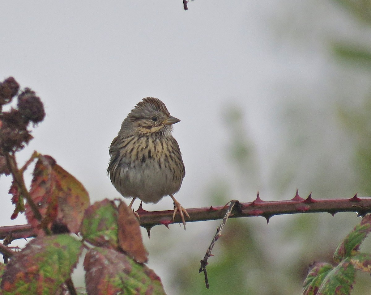 Lincoln's Sparrow - ML500229841