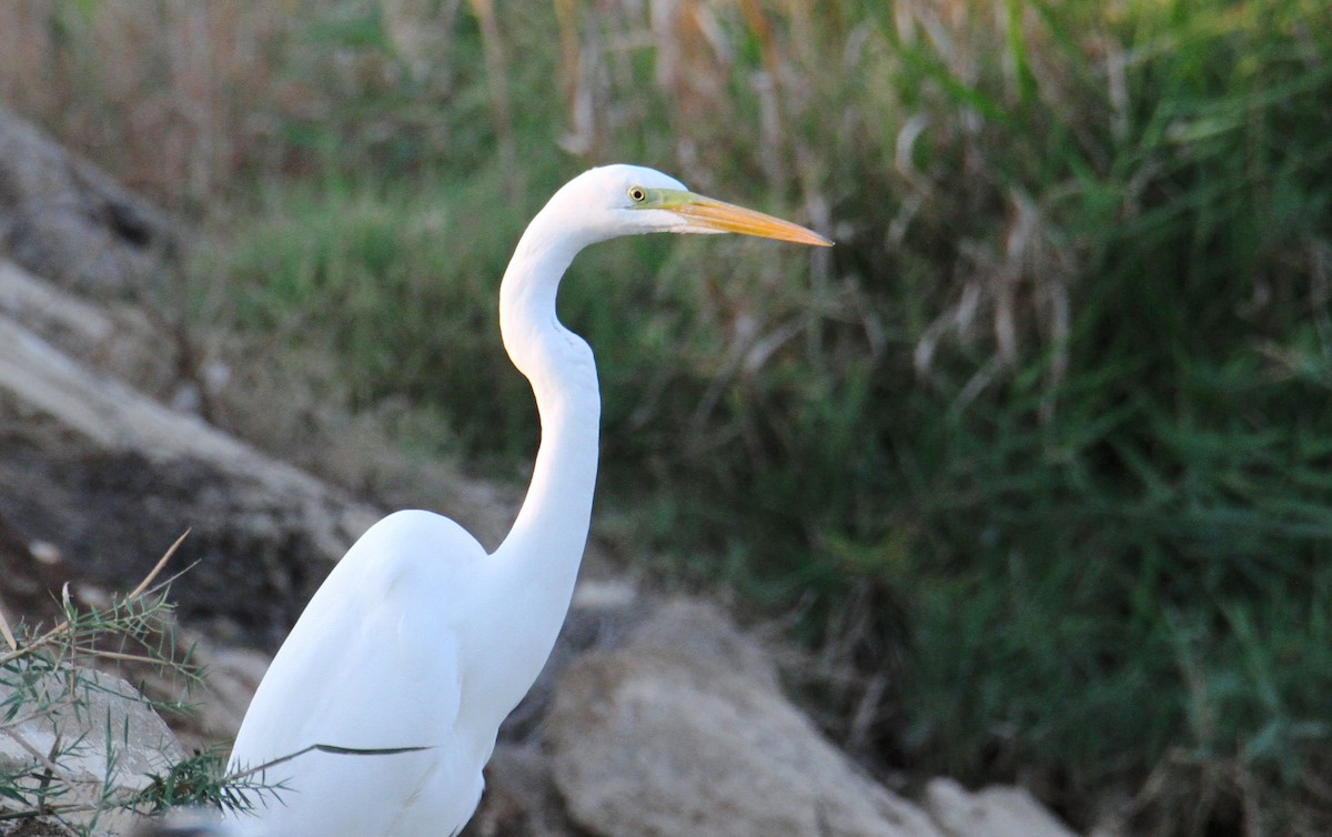 Great Egret - ML500230171