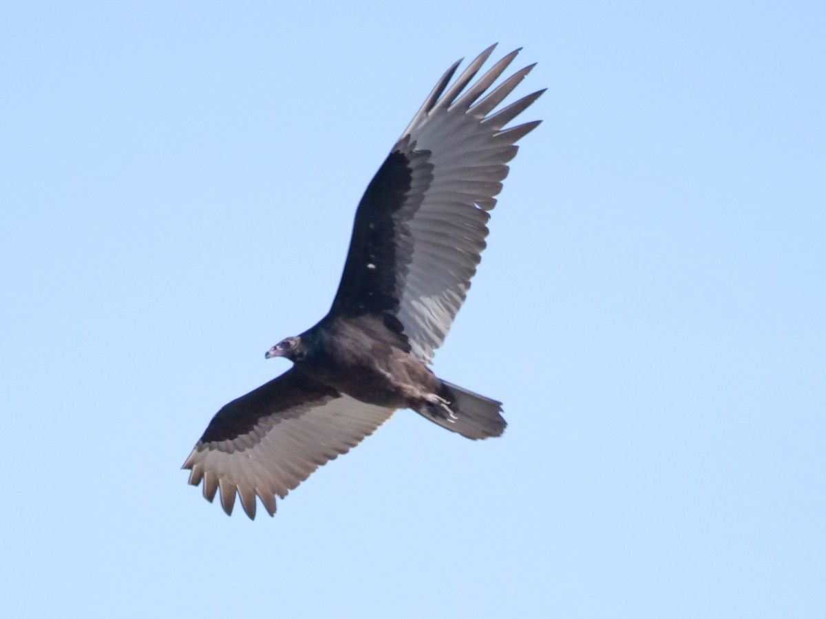 Turkey Vulture - Roger Horn