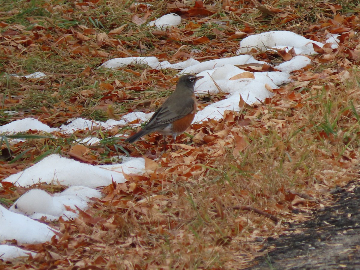 American Robin - ML500233231