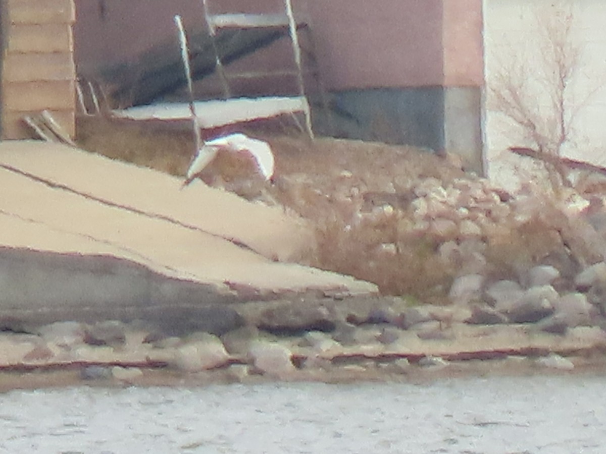 goéland ou mouette sp. - ML500233461