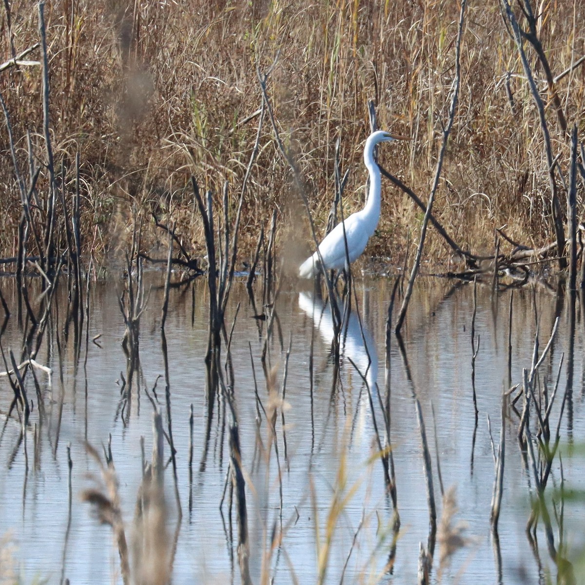 Great Egret - ML500233921