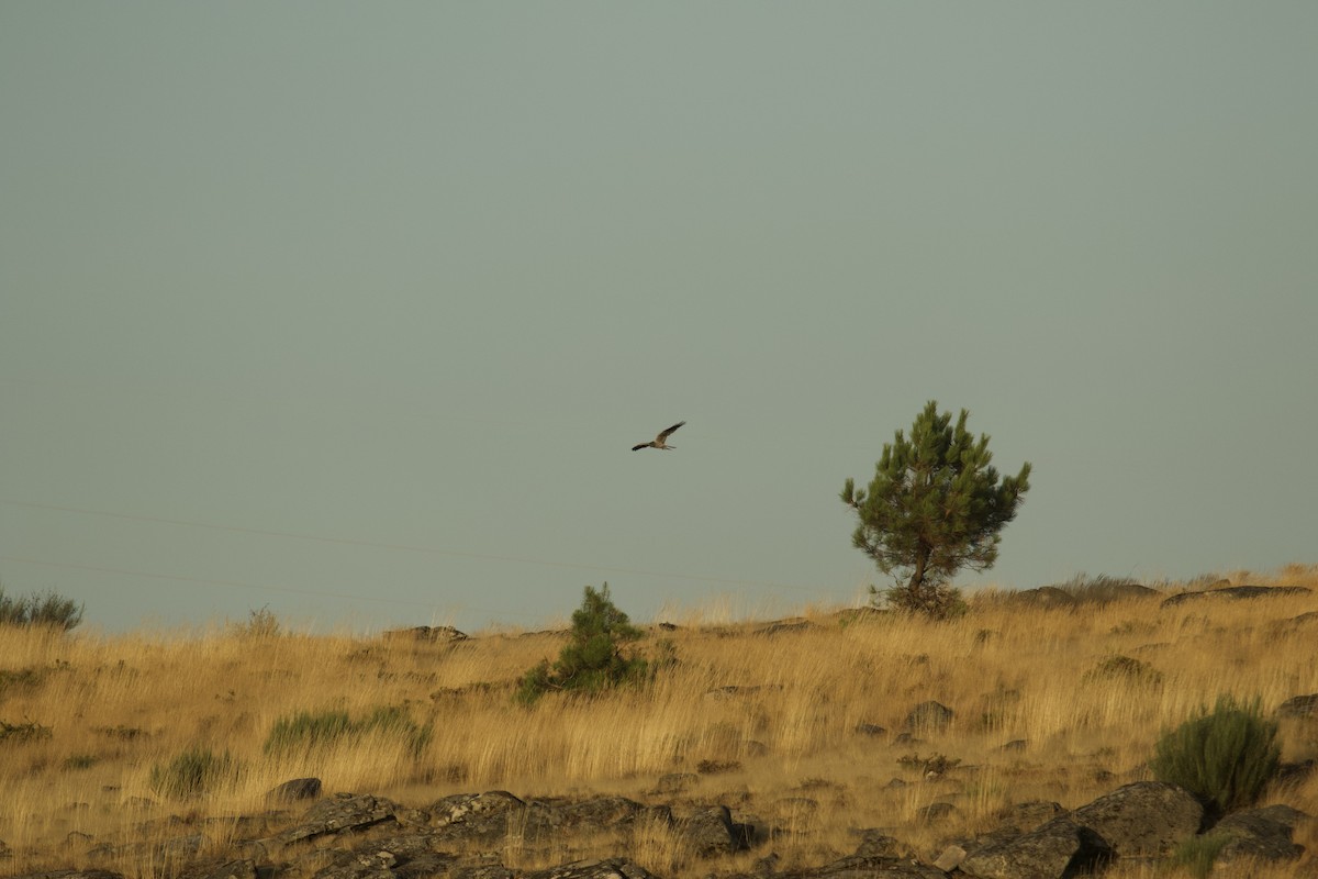 Montagu's Harrier - ML500234481