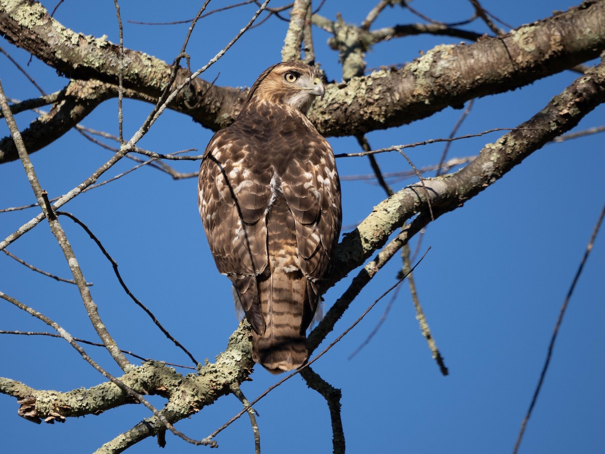 Red-tailed Hawk - ML500234641