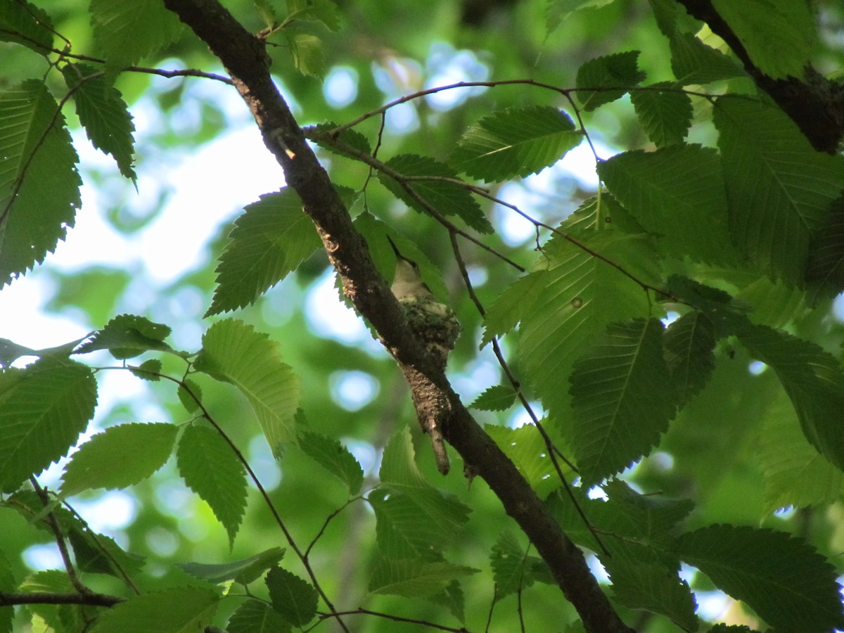 Ruby-throated Hummingbird - ML50023491