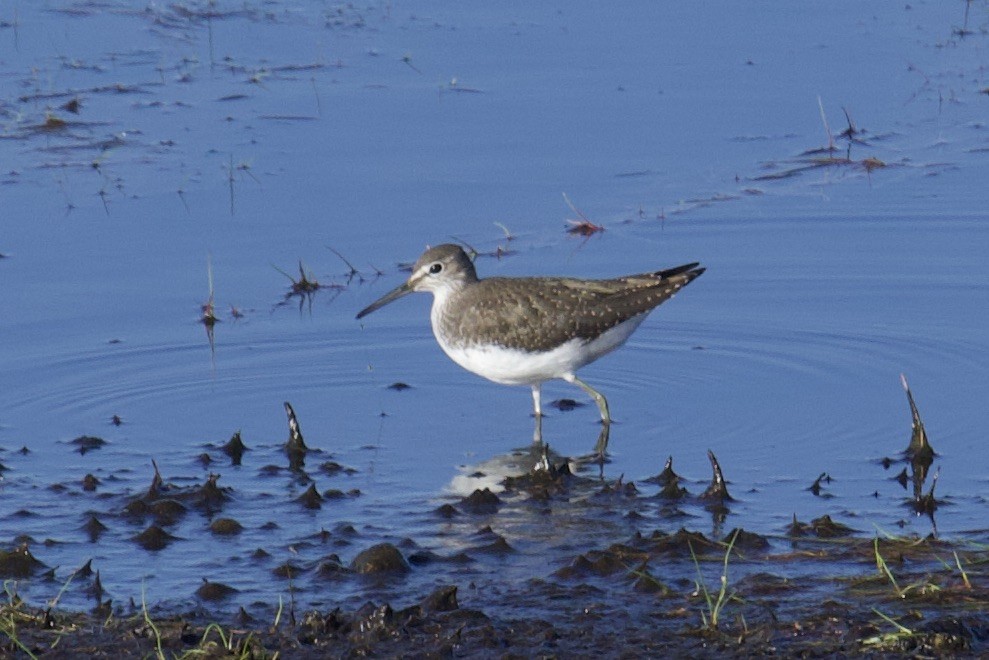 Green Sandpiper - ML500235471