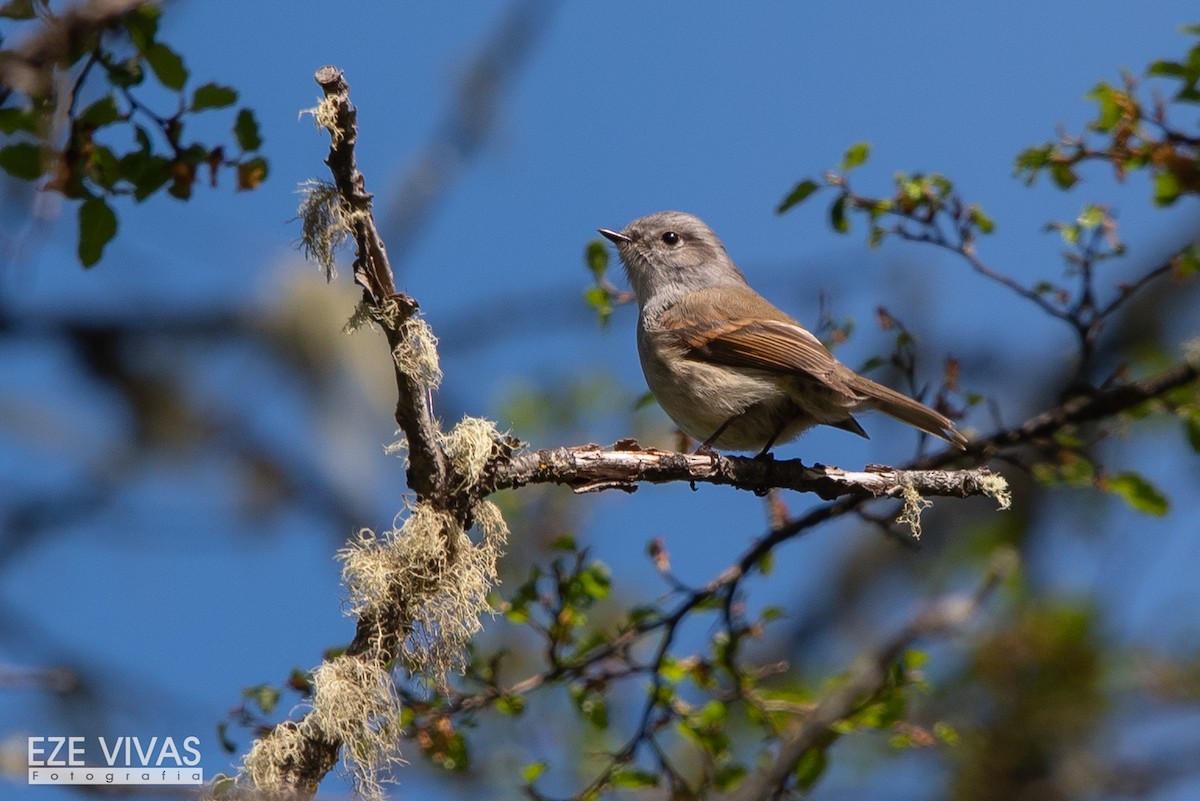 Patagonienschmätzertyrann - ML500235681