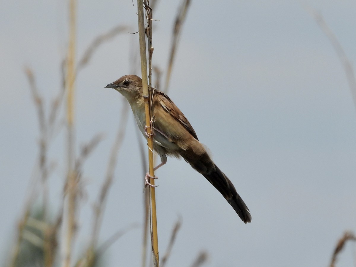 Fan-tailed Grassbird - GARY DOUGLAS