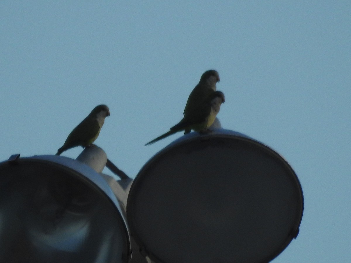 Monk Parakeet - ML500238711