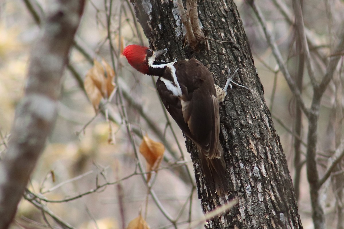 Guayaquil Woodpecker - Eric DeFonso 🦑