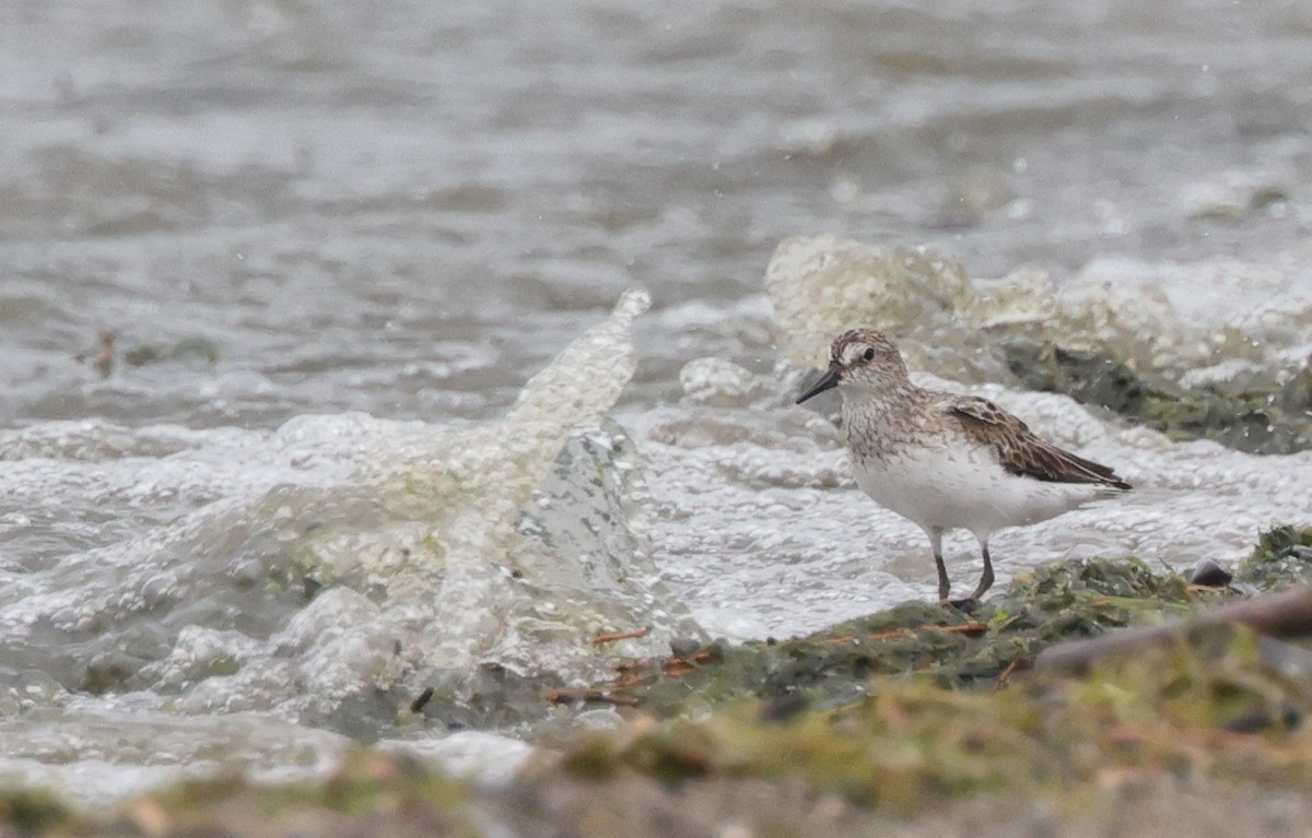 Semipalmated Sandpiper - Tim Lenz